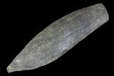 Fossil Pygmy Sperm Whale (Kogiopsis) Tooth #78233-1